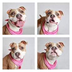 roxy.jpg